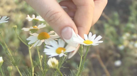 Camomile Stock Footage 1050667
