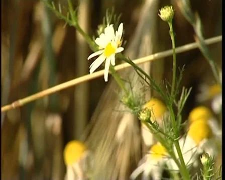 Camomile Stock Footage 8688059