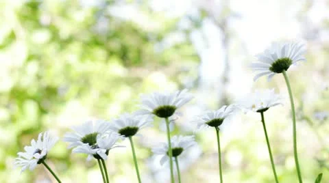 Camomile. Stock Footage 12528460