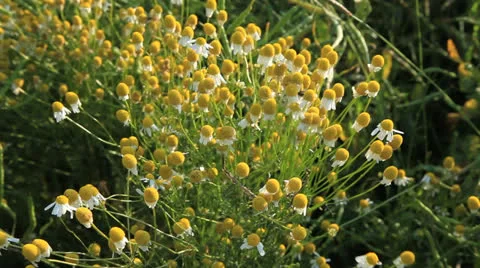 Camomile Stock Footage 25265066