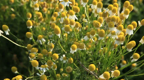 Camomile 動画素材 25266090