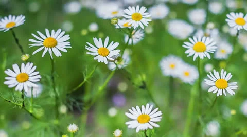 Camomile Video stock 25691174