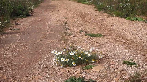 Camomile Vídeo Stock 30277277