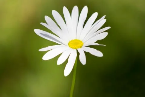 Camomile in garden Foto stock