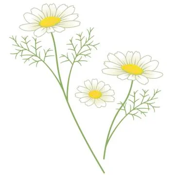 Camomile Stock Illustration