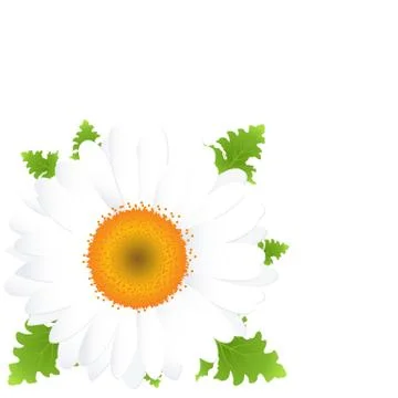 Camomile Stock Illustration