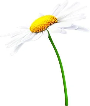 Camomile Stock Illustration