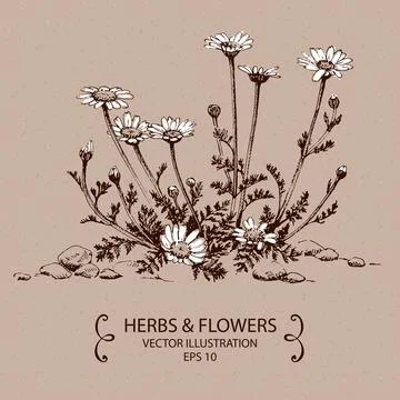 Camomile Stock Illustration