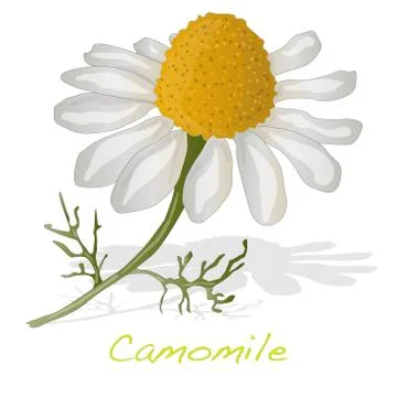 Camomile illustration vector Stock Illustration