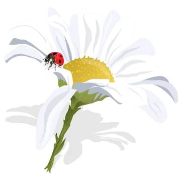 Camomile illustration vector Stock Illustration