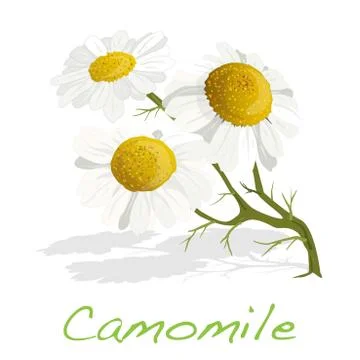 Camomile illustration vector Stock Illustration