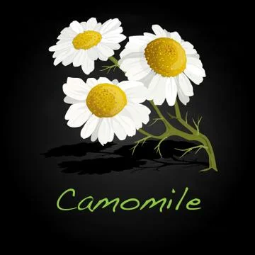 Camomile illustration vector Stock Illustration