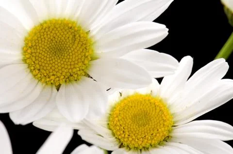 Camomile macro Stock Photos
