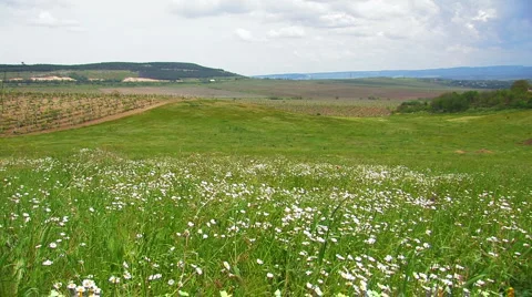 Camomile Meadow. Stock-Footage 5551423