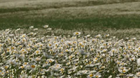 Camomile meadow Video stock 21946841