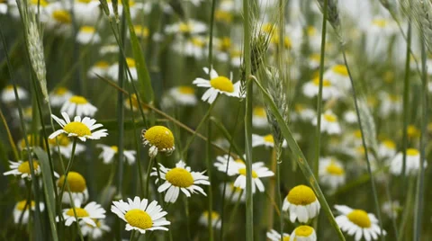 Camomile meadow scenery on light wind 1080p Stock Footage 39720661