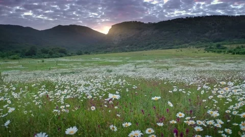 Camomile meadow at sunset.  Stock Footage 171237885
