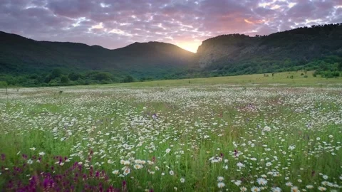 Camomile meadow at sunset.  Video stock 171238262