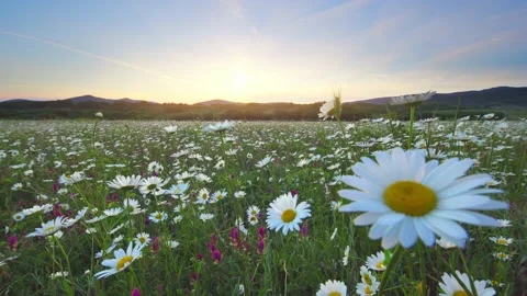 Camomile meadow at sunset.  Video stock 195280958