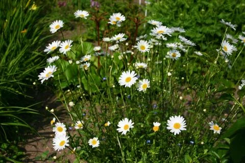 Camomile Stock Photos