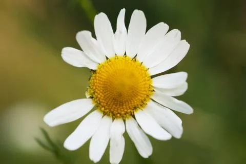 Camomile Stock Photos