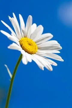 Camomile Stock Photos