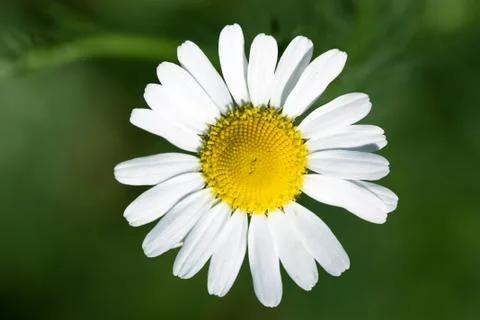 Camomile Stock Photos