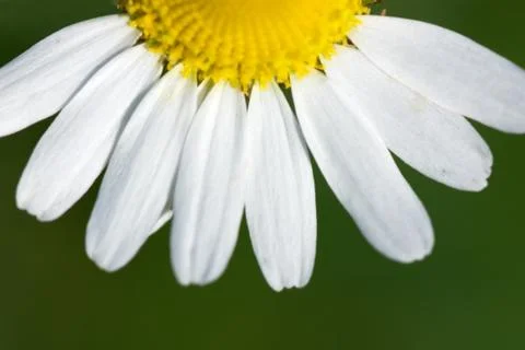 Camomile Stock Photos