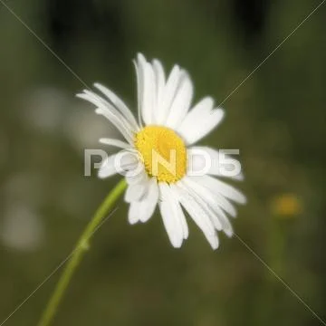 Camomile Stock Photos