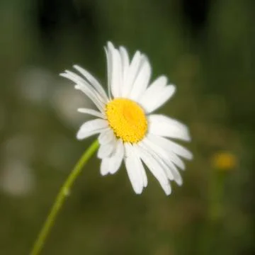Camomile Stock Photos