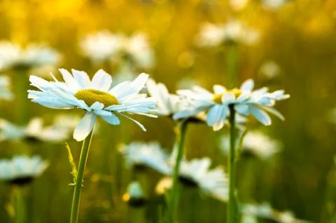 Camomile 스톡 사진