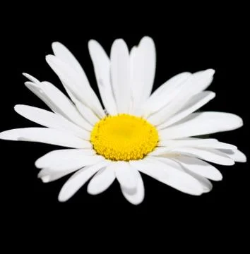 Camomile Stock Photos