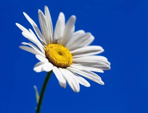 Camomile Stock Photos