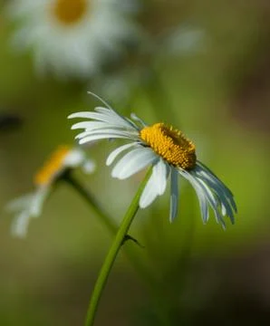 Camomile Foto stock
