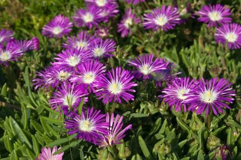 Camomile Stock Photos