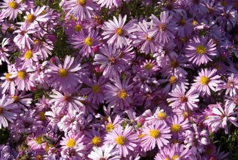 Camomile Stock Photos