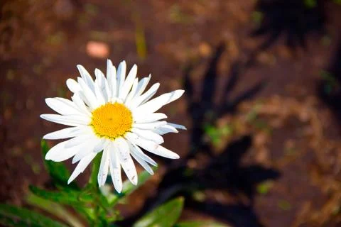 Camomile Stock Photos