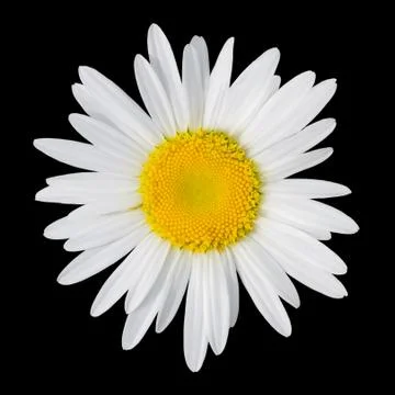 Camomile Stock Photos