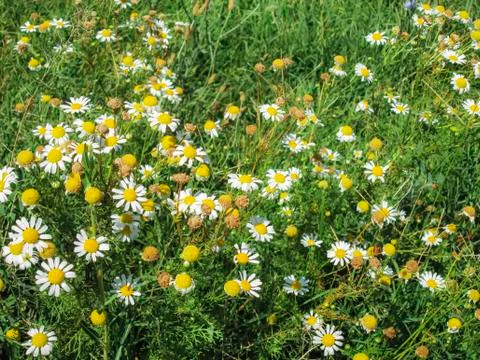 Camomile Stock Photos