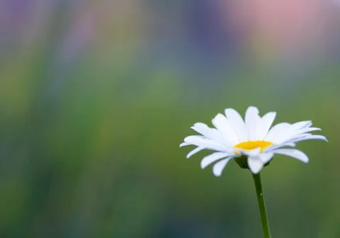 Camomile Stock Photos