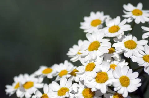 Camomile Stock Photos