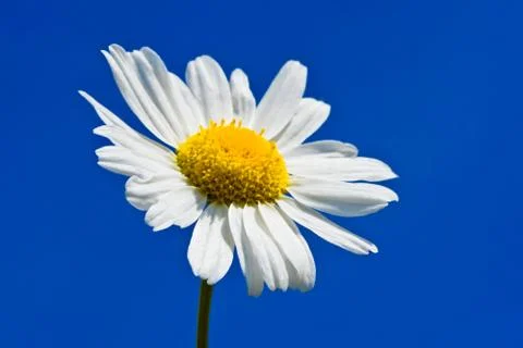 Camomile Stock Photos