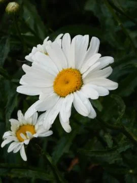 Camomile Stock Photos