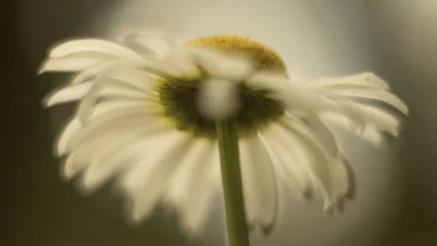 Camomile Stock Photos