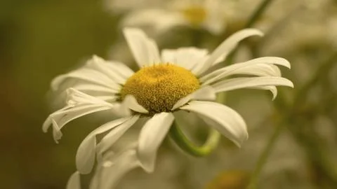 Camomile Stock Photos