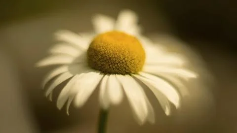 Camomile Stock Photos