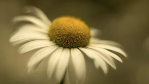 Camomile Stock Photos