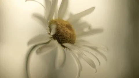 Camomile Stock Photos