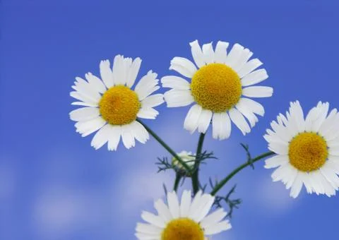 Camomile Stock Photos