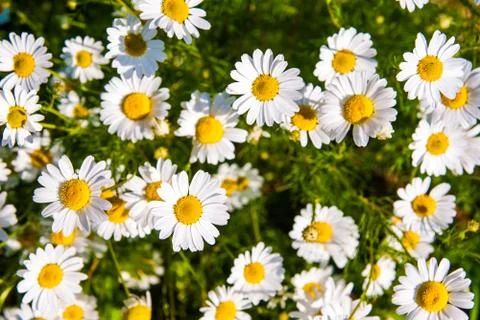 Camomile Stock Photos